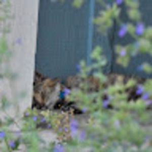 Meet your Posher, Rayne